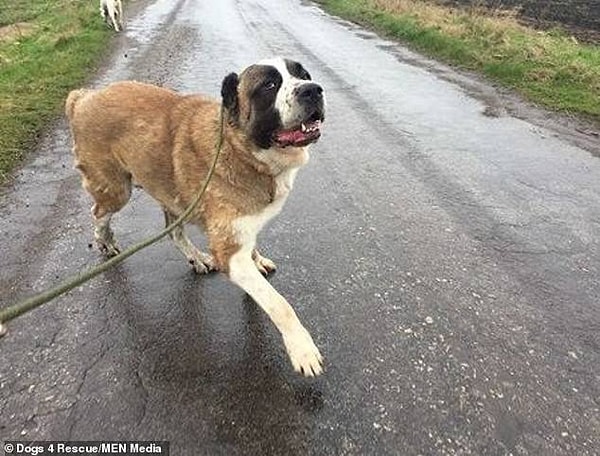 10. Животных туда привозят практически со всего света, чаще всего из самой Великобритании, Кипра, Румынии и Болгарии.