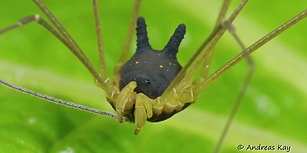 Kafa ve Kulak Yapısıyla Oldukça Dikkat Çeken Hayvan: Bunny Harvestman