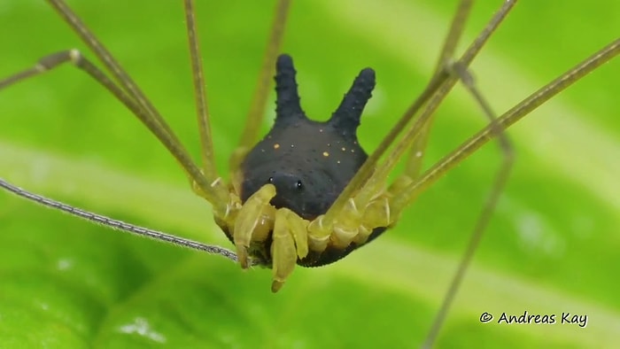 Kafa ve Kulak Yapısıyla Oldukça Dikkat Çeken Hayvan: Bunny Harvestman