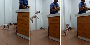 Veterinere Getirilen Dostu İçin Endişelenen Köpeğin Heyecanlı Anları