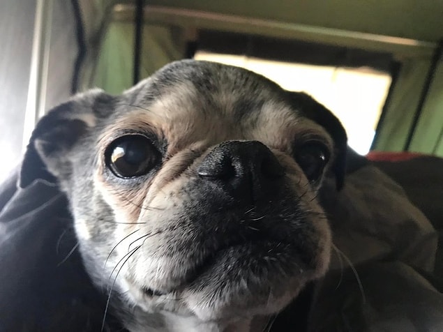 6. ''İlk evcil hayvanım olarak 10 yaşındaki bir köpeği sahiplendiğimde herkes benim deli olduğumu düşündü. Üzerinden 6 yıl geçti ve hala teklemiyor, maceralara koşuyor ve en güzeli ise hala sevgi dolu sarılıyor.''