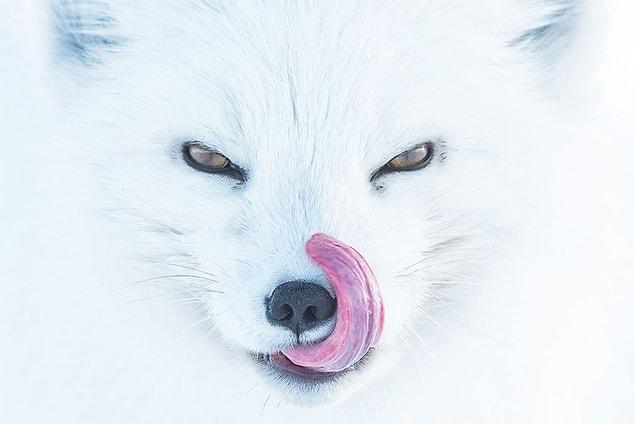 3. Arctic Fox, Usa (3rd Place In Animals In Their Environment Category)
