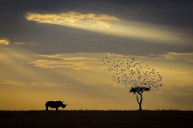4. Rhino Silhouette, Kenya (Honorable Mention In Animals In Their Environment Category)