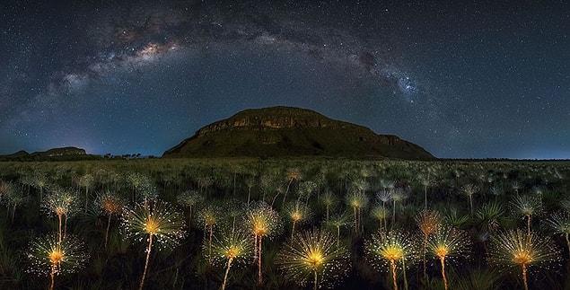 5. Cosmic Wildflowers, Brazil (Honorable Mention In The beauty of the nature Category)