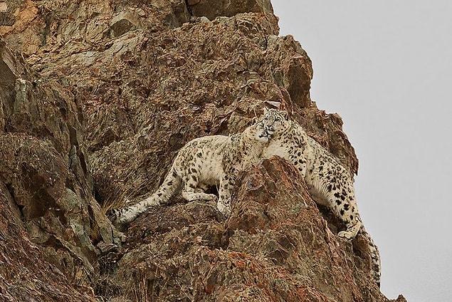15. Love On The Rocks (Remarkable Award In Animals In Their Environment Category)