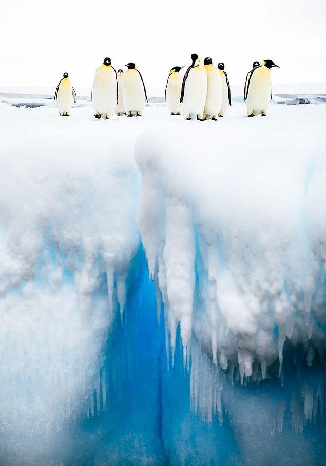 17. Mind The Gap, Antarctica (Honorable Mention In Animals In Their Environment Category)
