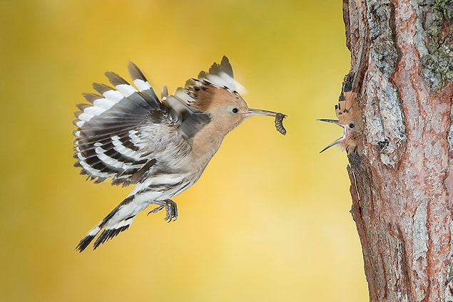 24. The Beakful Of The Hoopoe, Italy (Honorable Mention In Animals In Their Environment Category)