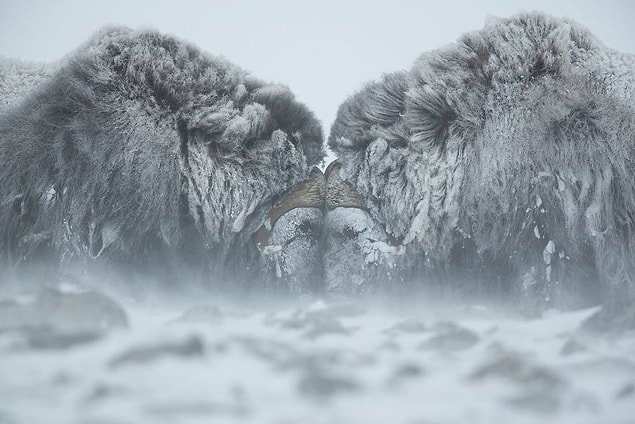 27. Duel In The Snow (Remarkable Award In Animals In Their Environment Category)