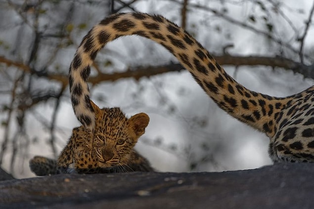 28. Kitten (Remarkable Award In Animals In Their Environment Category)