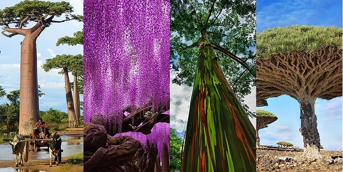 15 деревьев нашей планеты, которые очаровывают своей красотой