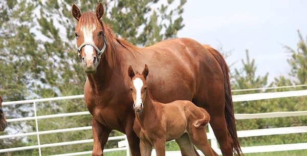 3. Где находится лошадиная столица мира?