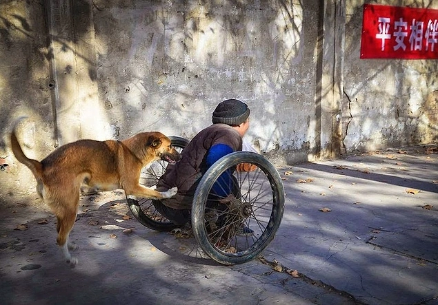 İş yerine ulaşabilmesi için sahibine yardım eden köpek...