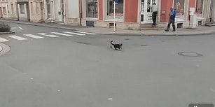Fareye Çattığına Pişman Olan Kedi