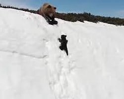 Drone Çekimlerinin Doğaya Etkisi