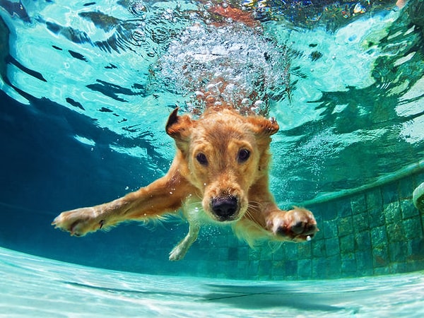 6. Выберите своё духовное животное: