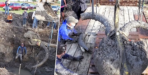 4. Кость мамонта возрастом в 12 тыс. лет