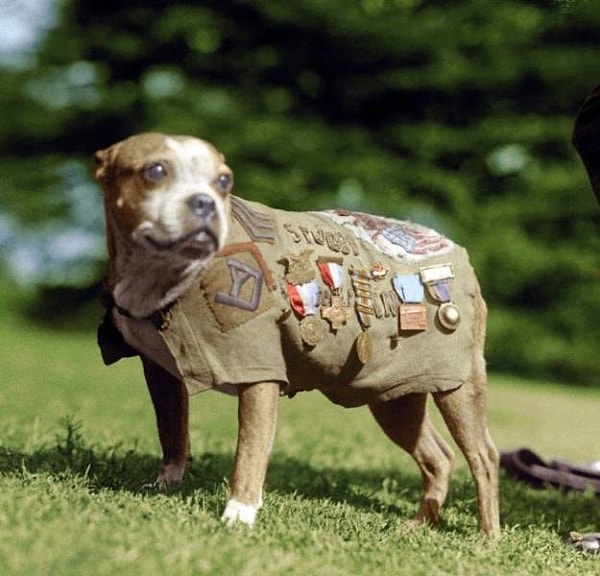 15. Сержант Стабби — пес Первой мировой войны в рядах американской армии, предупреждавший солдат о начале газовых атак и отыскивающий раненных