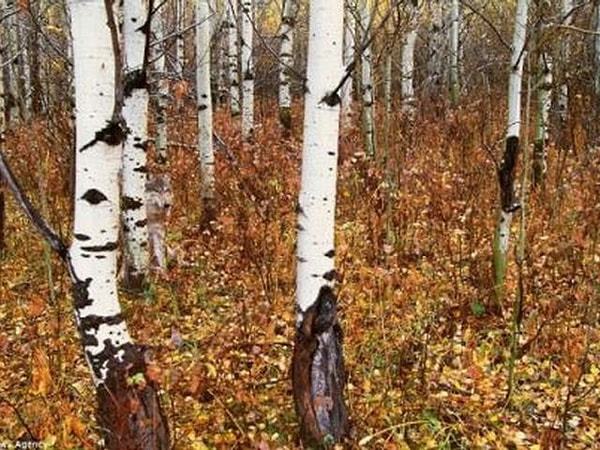 2. А волка найдете?