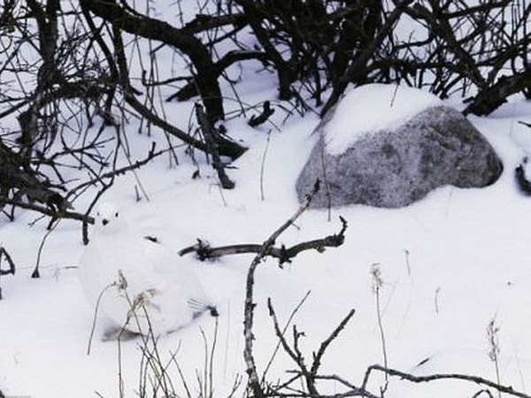 3. Разглядите белую куропатку?