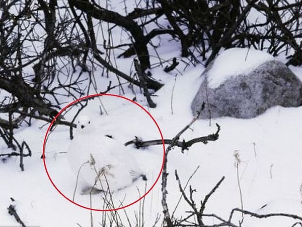 И куропатка прячется вот тут: