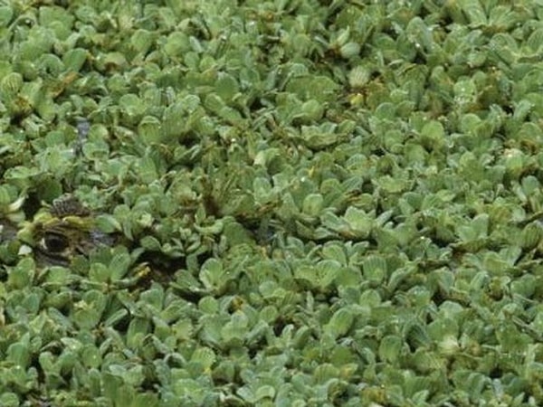 4. Видите каймана?