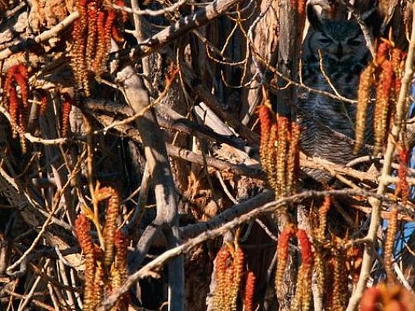 5. Виргинского филина сложно не заметить, не так ли?