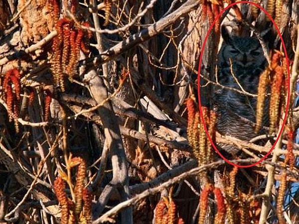 Все потому, что он даже не прятался!