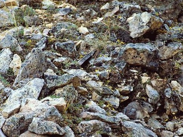 6. Американская пищуха тоже не особо прячется. Нашли ее?