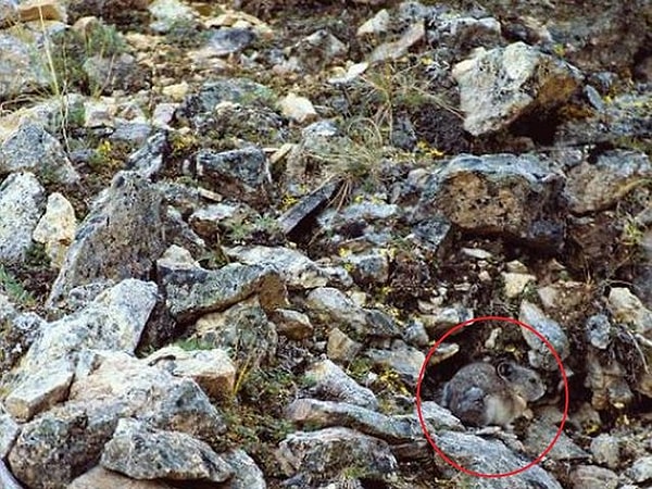 Ну вот же она: