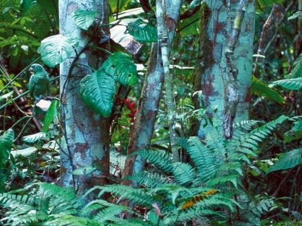 7. Серендак! Где он?! Найдете?