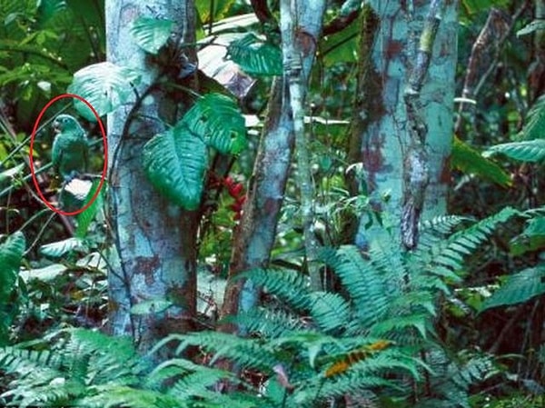 А вот и серендак тут как тут: