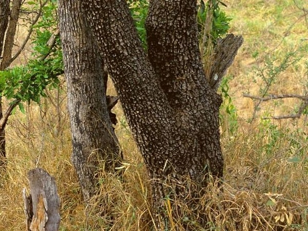 9. Нашли леопарда?