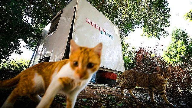 6. Antalya'da yaşayan iki emekli öğretmen, 10 yıldır bakımını üstlendikleri sokak kedilerine kış aylarında sıcak bir yuva olması için karavan satın alarak oturdukları sitenin bahçesine yerleştirdi.