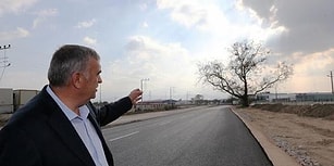 Sakarya'da 270 Yıllık Çınar Ağacının Kesilmemesi İçin Yol Güzergahı Değişti