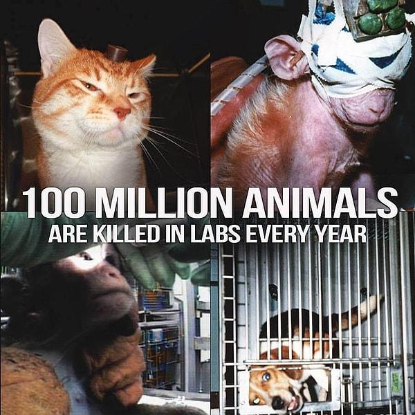 Her yıl 100 milyon hayvan laboratuvarlarda öldürülüyor!