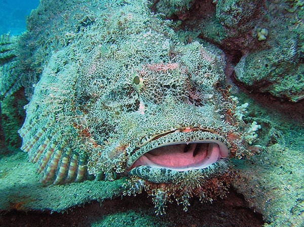 4. Самая ядовитая рыба?