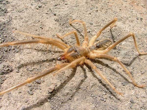 5. Самые быстрые паукообразные?