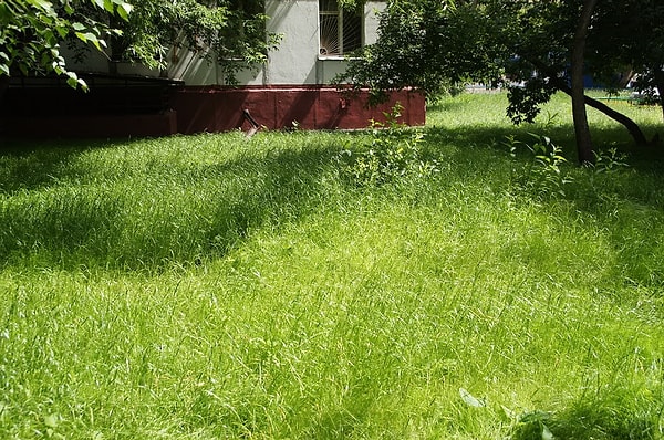 4. Песня "Трава у дома" давно уже считается гимном отечественной космонавтики. А какой коллектив ее исполнил?