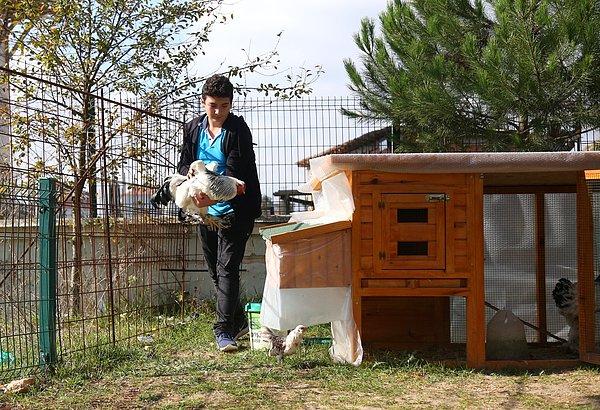 11. Kocaeli'de yaşayan ve Samsun'da bir fen lisesini kazanan Hüseyin için okul idaresi, çok sevdiği tavuklarını getirebilmesi amacıyla bahçeye kümes yaptırdı.