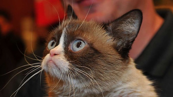 В списке много других питомцев, которым тоже крупно повезло в этой жизни.