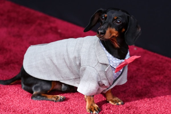 4. Такса Крузо, победившая в номинации The Animal Star (Животных тоже выбирают, ага)