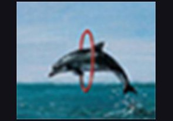 1. Дельфин