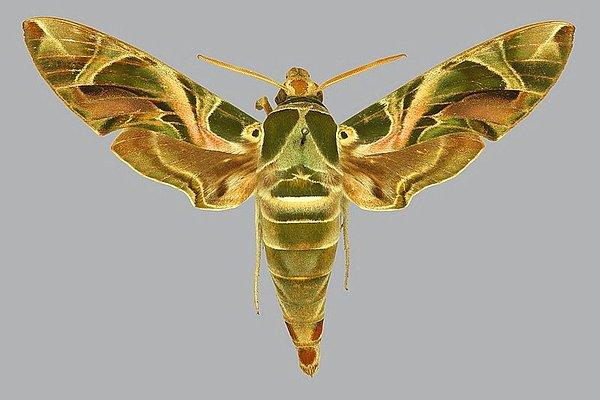 Mekik kelebeğinin kanatları genelde yeşil tonlarındadır, üzerinde mavi ve sarının tonlarında desenler bulunabilir.