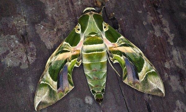 Bu nadir rastlanan kelebek, geçtiğimiz günlerde Marmaris'te bir okulun bahçesinde görüldü.