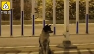 Geri Dönmesi Umuduyla Yerinden Ayrılmıyor! Çin'de Bir Köpek, Sahibinin Öldüğü Yerde 80 Gündür Bekliyor