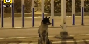 Geri Dönmesi Umuduyla Yerinden Ayrılmıyor! Çin'de Bir Köpek, Sahibinin Öldüğü Yerde 80 Gündür Bekliyor