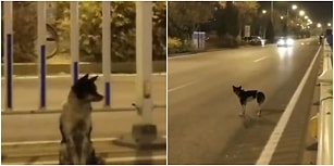 Geri Dönmesi Umuduyla Yerinden Ayrılmıyor! Çin'de Bir Köpek, Sahibinin Öldüğü Yerde 80 Gündür Bekliyor
