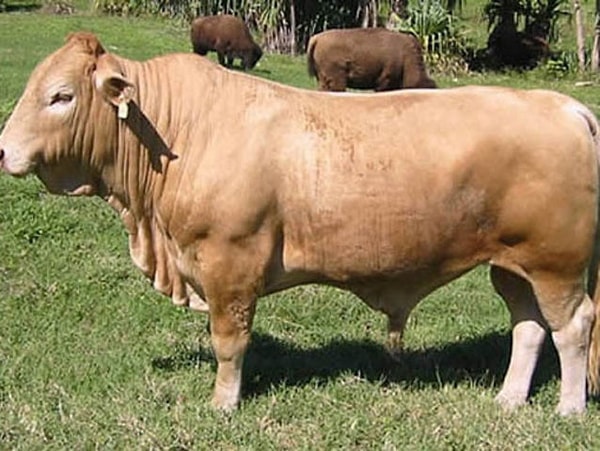 1. Бифало - это...