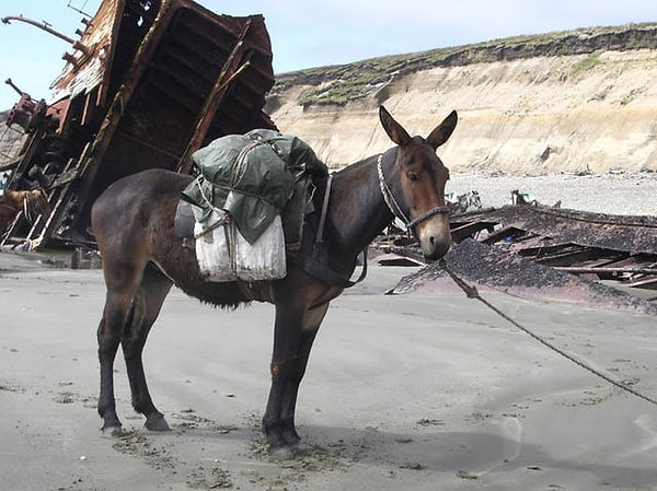 2. Мул - это...