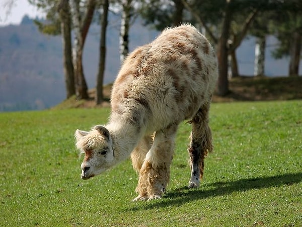 3. Кама - это...